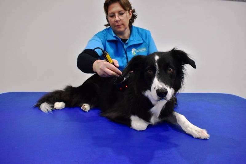 Claudia Laubenthal bei der Bioresonanz-Therapie mit Hund