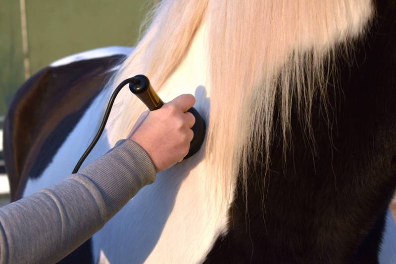 Claudia Laubenthal behandelt Pferd mit Lasertherapie