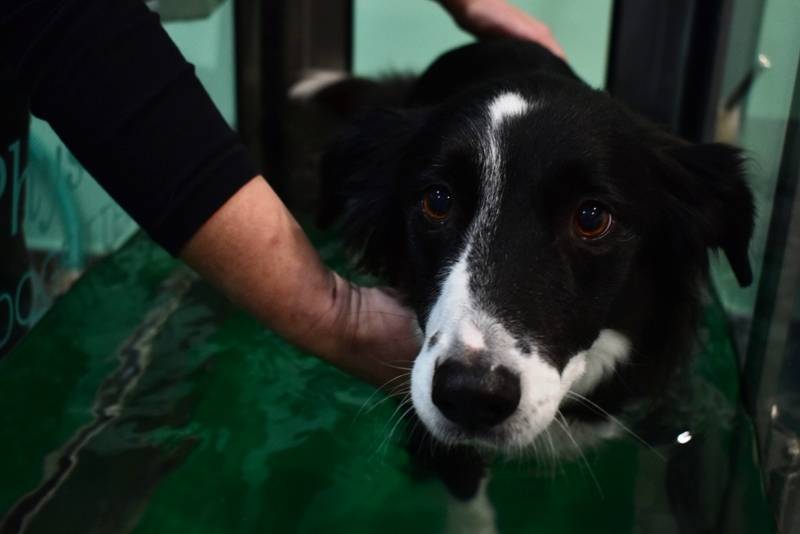 Claudia Laubenthal behandelt Hund mit manueller Therapie